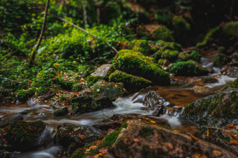 Nature